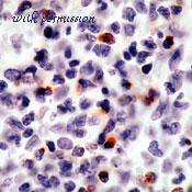 LifeSpan Biosciences LS-C87866 image 1