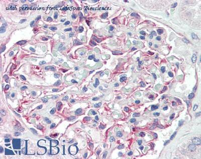 LifeSpan Biosciences LS-B3127 image 1