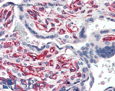 LifeSpan Biosciences LS-B3127 image 2