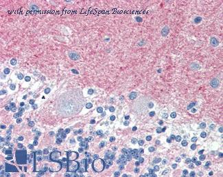 LifeSpan Biosciences LS-B3139 image 2