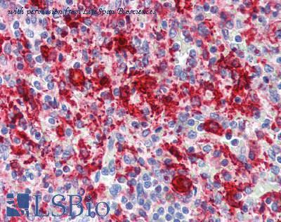 LifeSpan Biosciences LS-B3147 image 1