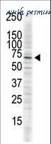 LifeSpan Biosciences LS-C100735 image 1