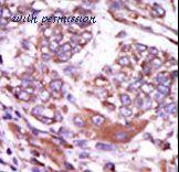 LifeSpan Biosciences LS-C100735 image 2