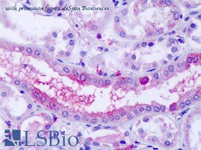 LifeSpan Biosciences LS-A1865 image 1