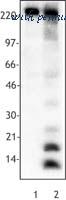 LifeSpan Biosciences LS-C41115 image 1