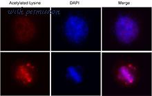 LifeSpan Biosciences LS-C41115 image 2