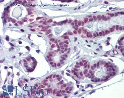 LifeSpan Biosciences LS-B3520 image 1
