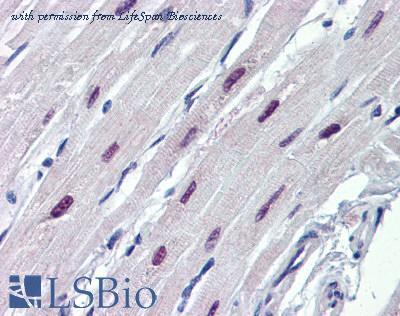 LifeSpan Biosciences LS-B3520 image 2