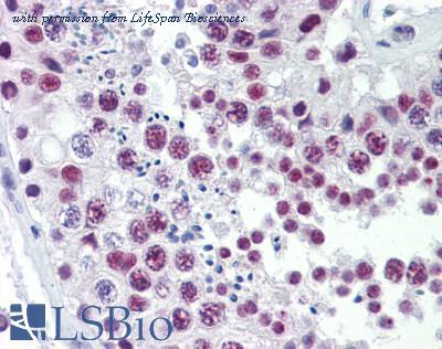 LifeSpan Biosciences LS-B3520 image 3