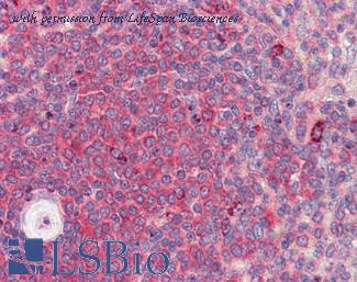 LifeSpan Biosciences LS-B3533 image 1