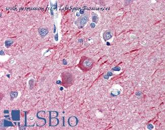 LifeSpan Biosciences LS-B3664 image 1
