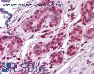 LifeSpan Biosciences LS-B4163 image 1