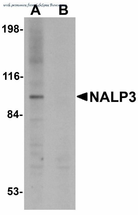 LifeSpan Biosciences LS-B4321 image 1