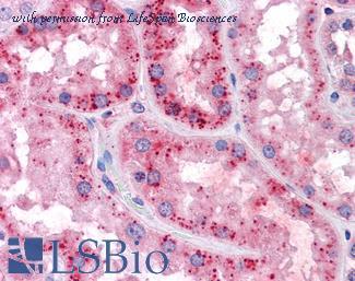 LifeSpan Biosciences LS-B4345 image 2