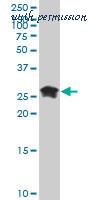 LifeSpan Biosciences LS-B4355 image 1