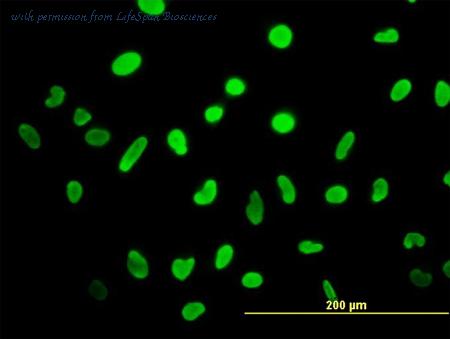 LifeSpan Biosciences LS-B4355 image 2