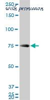 LifeSpan Biosciences LS-B4384 image 1