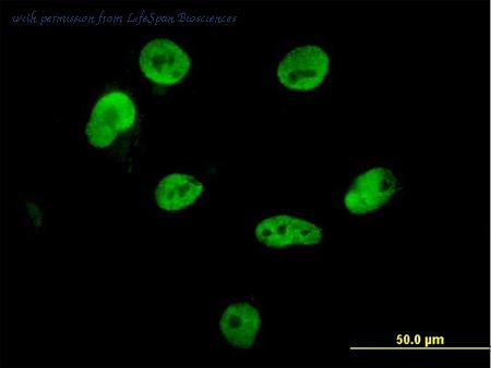 LifeSpan Biosciences LS-B4384 image 2
