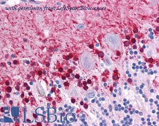 LifeSpan Biosciences LS-B4570 image 1