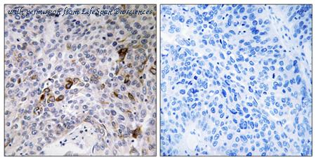 LifeSpan Biosciences LS-C120286 image 1