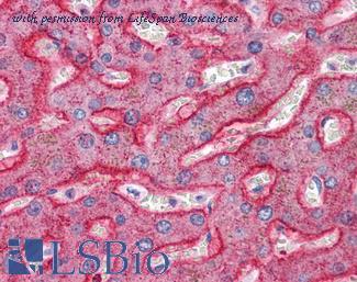 LifeSpan Biosciences LS-B4617 image 2