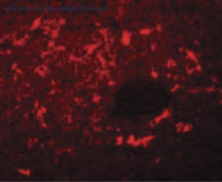 LifeSpan Biosciences LS-B4617 image 3