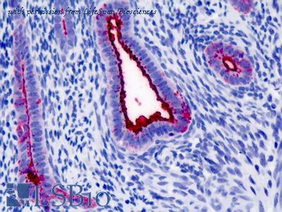 LifeSpan Biosciences LS-B4876 image 1