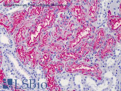 LifeSpan Biosciences LS-B4876 image 2