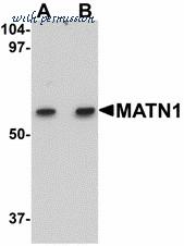 LifeSpan Biosciences LS-B5000 image 1