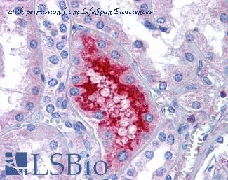 LifeSpan Biosciences LS-B5000 image 2