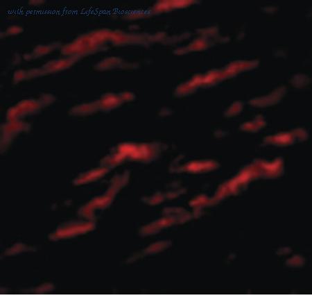 LifeSpan Biosciences LS-B5000 image 3