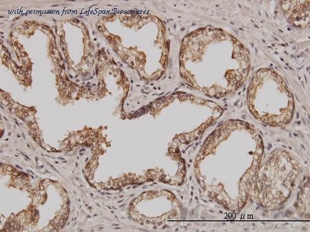 LifeSpan Biosciences LS-C133418 image 2