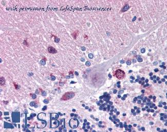 LifeSpan Biosciences LS-B5348 image 1