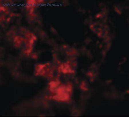 LifeSpan Biosciences LS-B5348 image 2