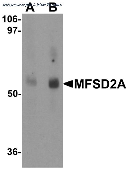 LifeSpan Biosciences LS-B5348 image 3