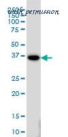 LifeSpan Biosciences LS-B5472 image 1
