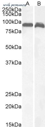 LifeSpan Biosciences LS-B5909 image 2