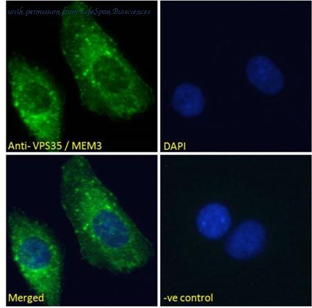 LifeSpan Biosciences LS-B5909 image 3