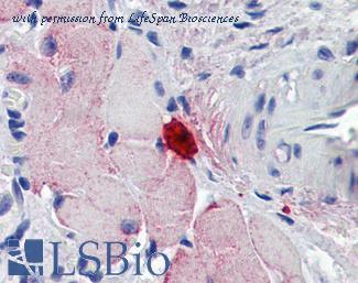 LifeSpan Biosciences LS-B5958 image 1