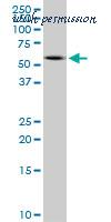 LifeSpan Biosciences LS-B6138 image 1