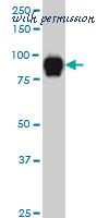 LifeSpan Biosciences LS-B6148 image 1