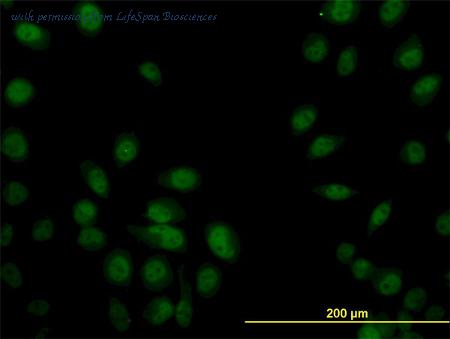 LifeSpan Biosciences LS-B6148 image 2