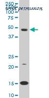 LifeSpan Biosciences LS-B6292 image 1