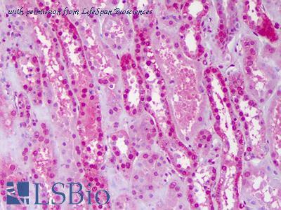 LifeSpan Biosciences LS-B6292 image 3