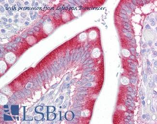 LifeSpan Biosciences LS-B7078 image 1