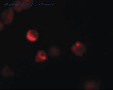 LifeSpan Biosciences LS-B7078 image 2
