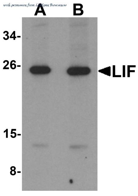 LifeSpan Biosciences LS-B7078 image 3