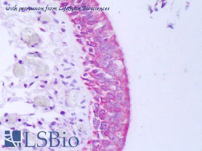 LifeSpan Biosciences LS-B7487 image 1