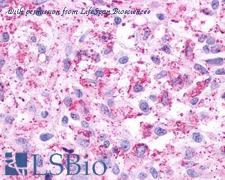 LifeSpan Biosciences LS-A2685 image 1
