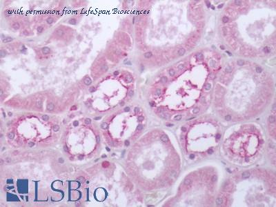 LifeSpan Biosciences LS-A2685 image 2